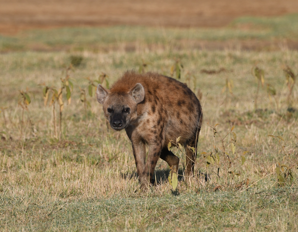 4. Spotted hyena—also known as _laughing hyena_—scavenges for food
