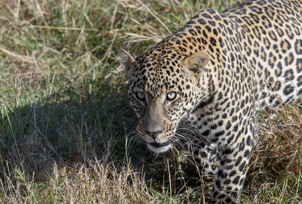 8. Leopard intensely gazing with fierce amber eyes