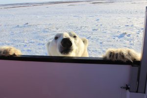 Peek-a-boo polar bear