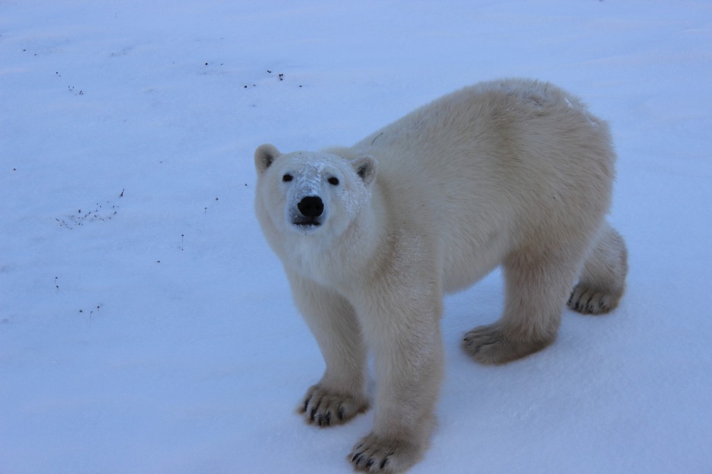 This polar bear was just a few feet from us, looking up at us as we looked back at him.