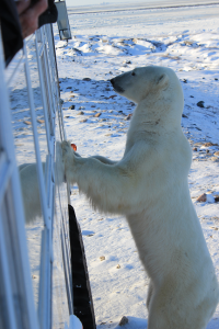 The bear as he rose up on his hind legs.