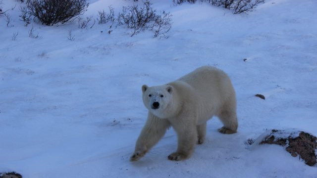 A majestic polar bear, spotted on our Tauck expedition.