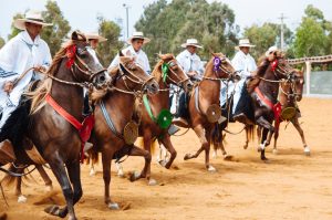 The skilled Peruvian Paso Horse