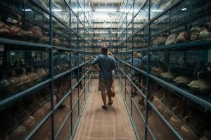 A section of the Larco Museum's vast warehouse