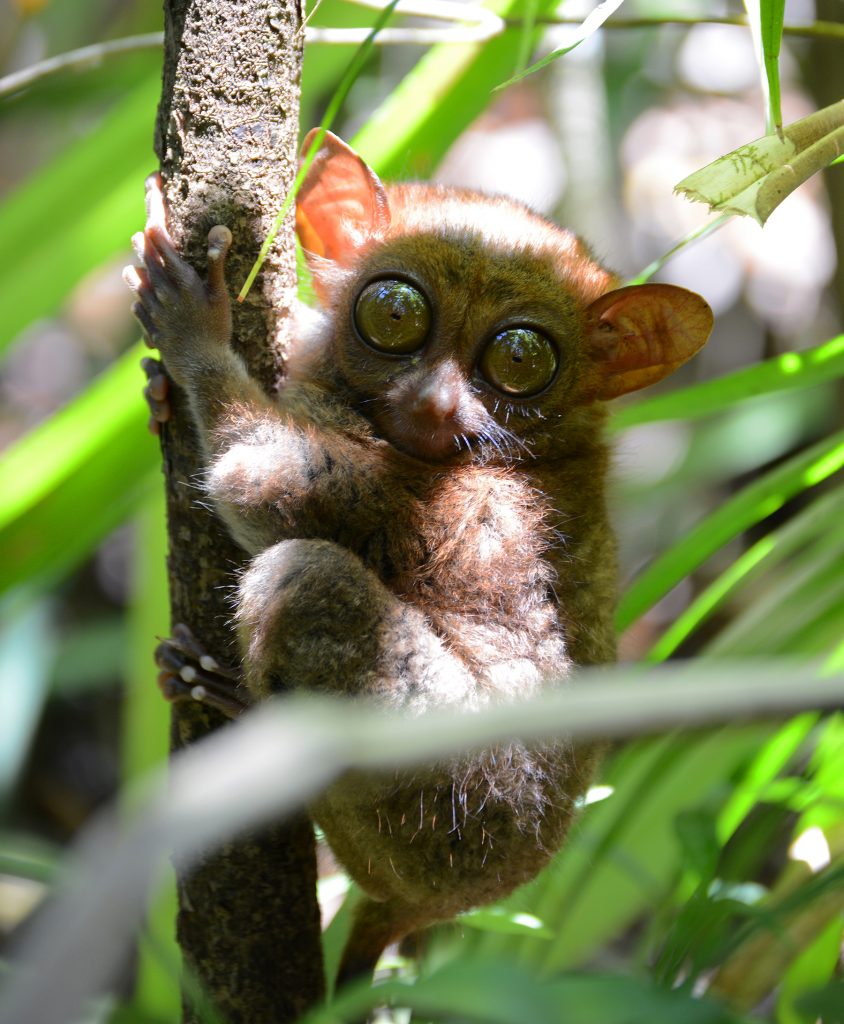 The Tarsier Sanctuary, Bohol - USTOA Blog