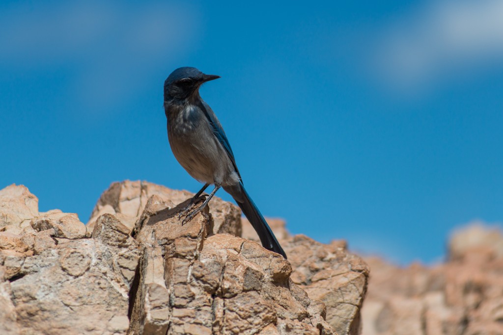 Wildlife on Go Ahead's U.S. National Parks Tour (credit: Flash Parker)