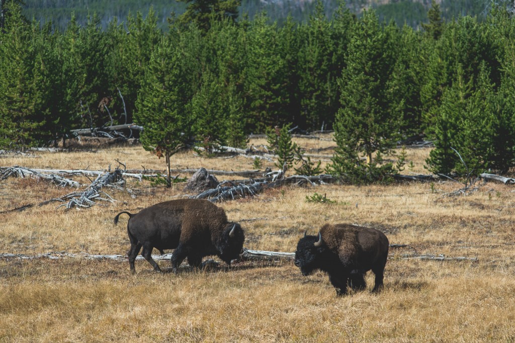 Wyoming (Credit: Flash Parker)