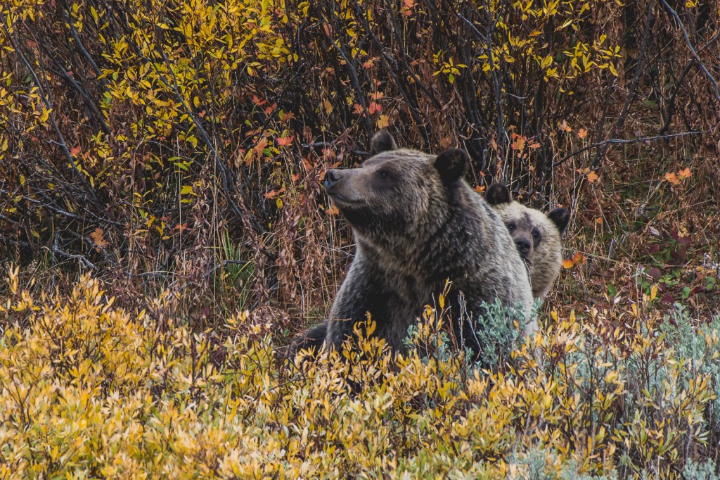 Wyoming (Credit: Flash Parker)