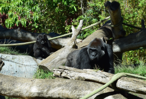 Mama gorilla with her baby