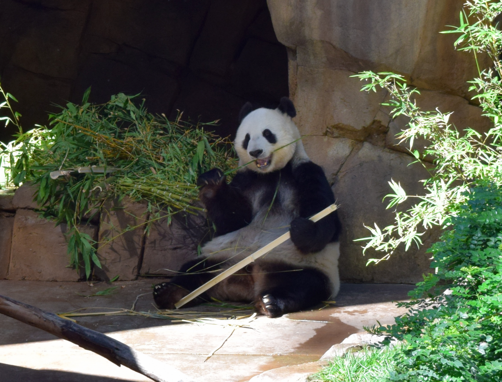 Giant panda at the San Diego Zoo by Megan Murphy with Contiki