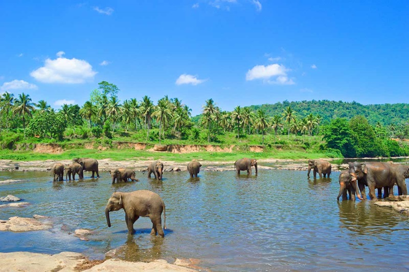 Sri Lanka (Credit: Trafalgar)