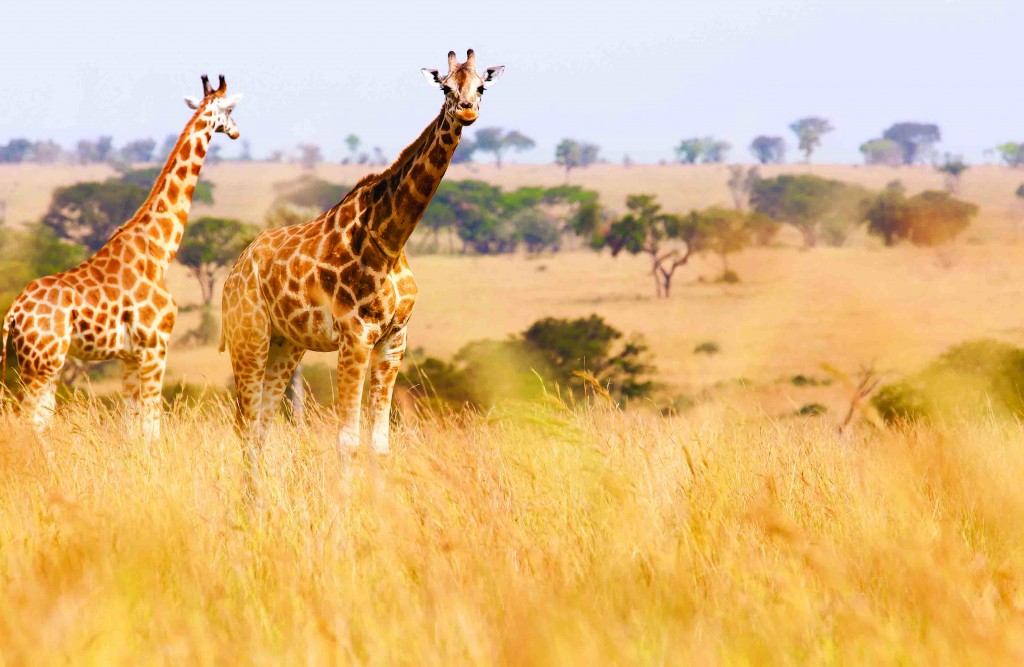 South Africa Tours - Adventure by Disney