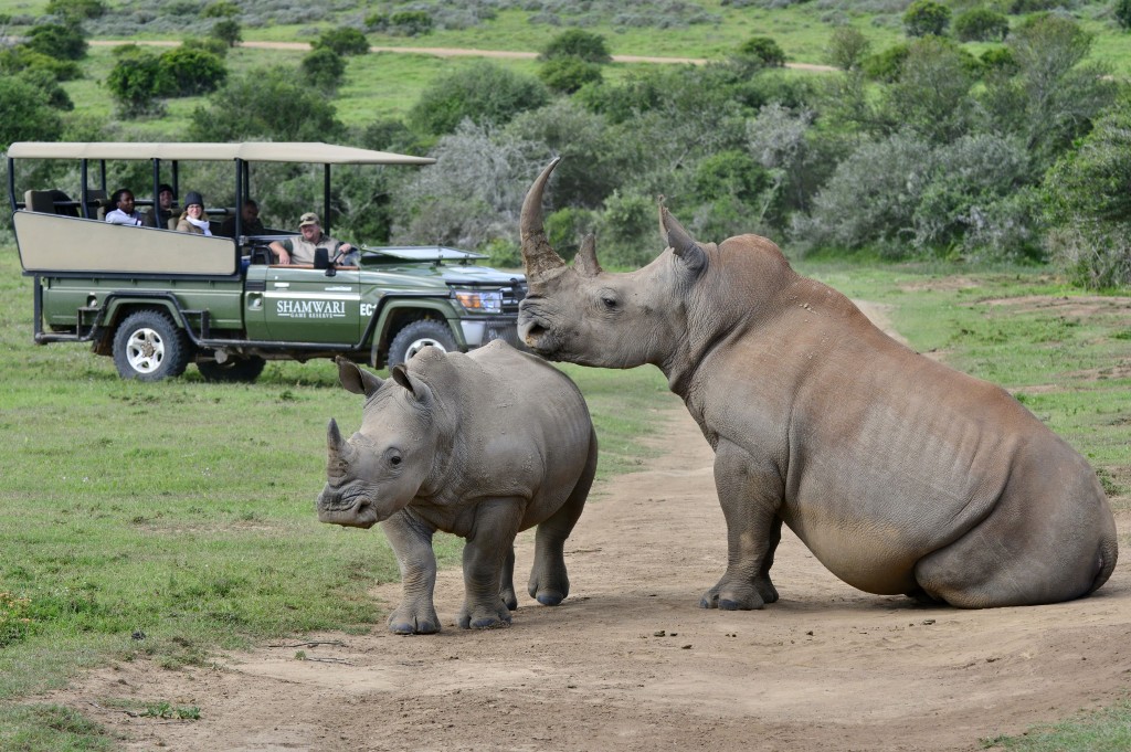 Shamwari Game Reserve Guest Experience