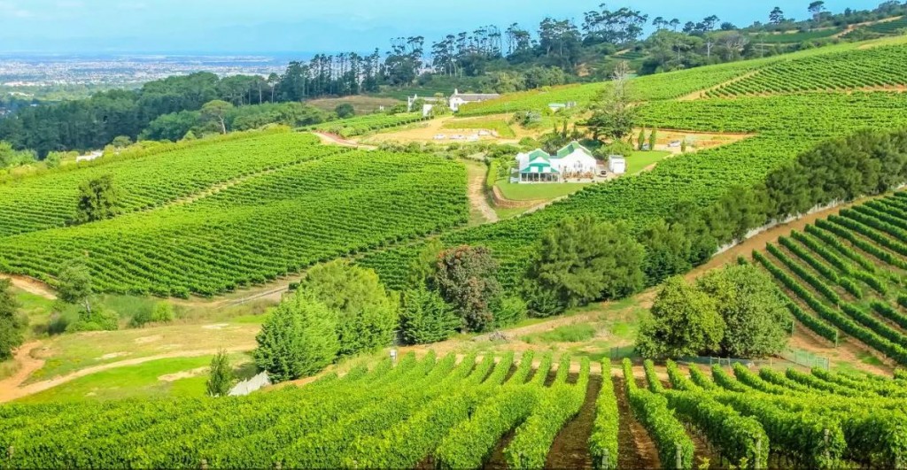 cape vinyards