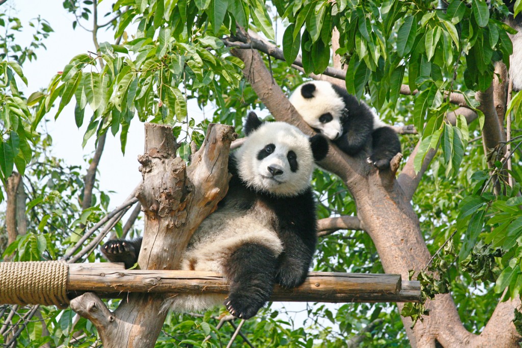 Chengdu_Pandas_Avanti