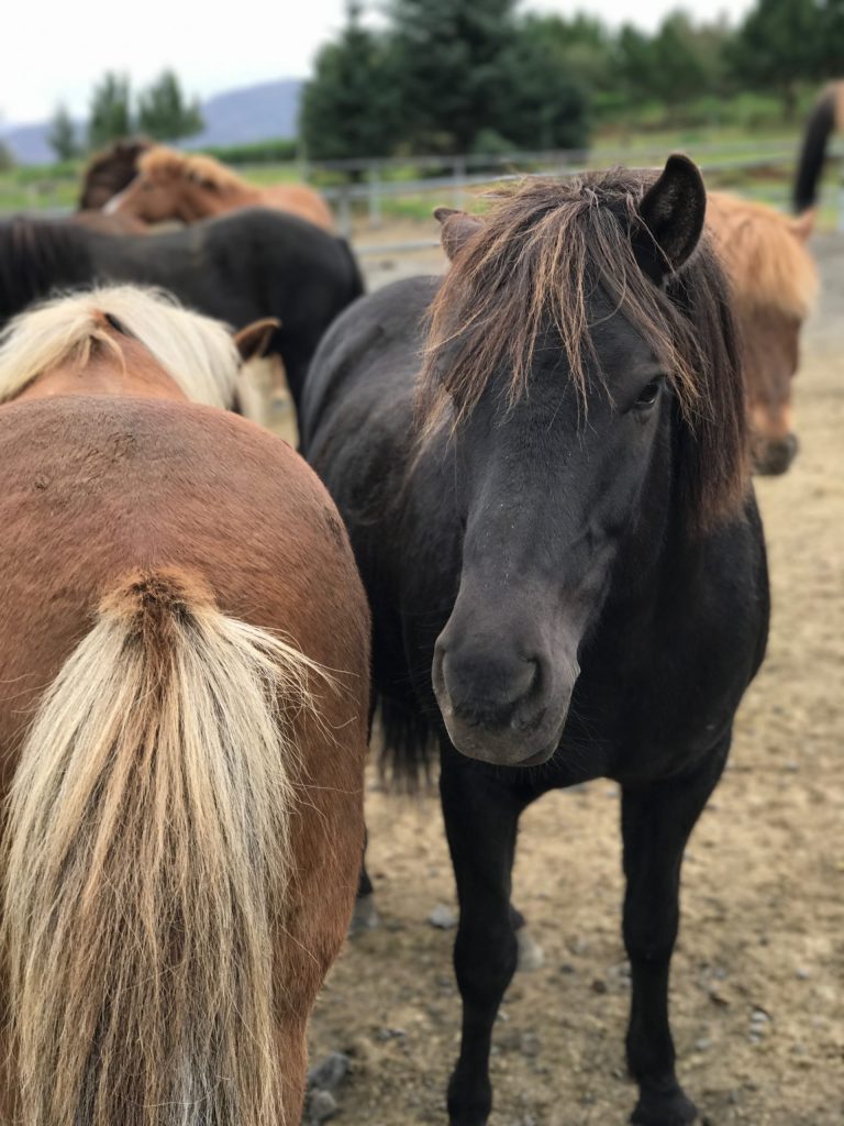 Icelandic Horses