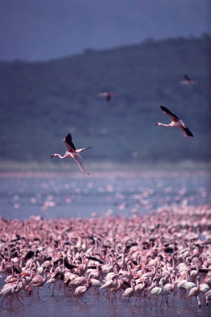 Kenya - Lake Nakuru Flamingos - Credit Kenya Tourist Board