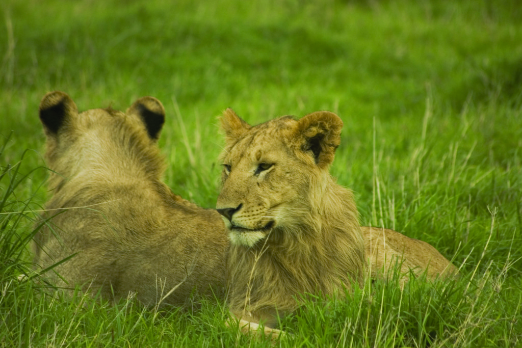 Kenya - Lions in Tall Grass - Credit Erico Hiller