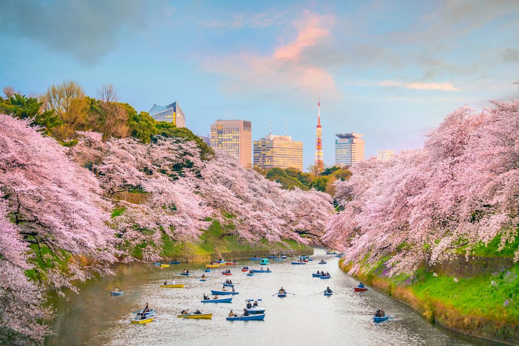 credit go-today- shutterstock_1017749740-cherry-blossom-river