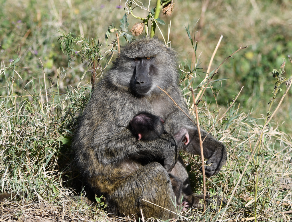 2. Baboon mama nurses her newborn baby