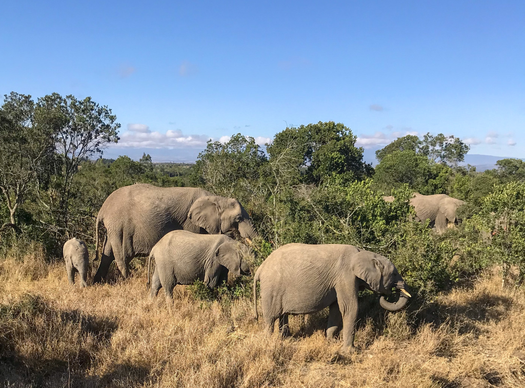 3. Family of African elephants, the largest land mammals on earth