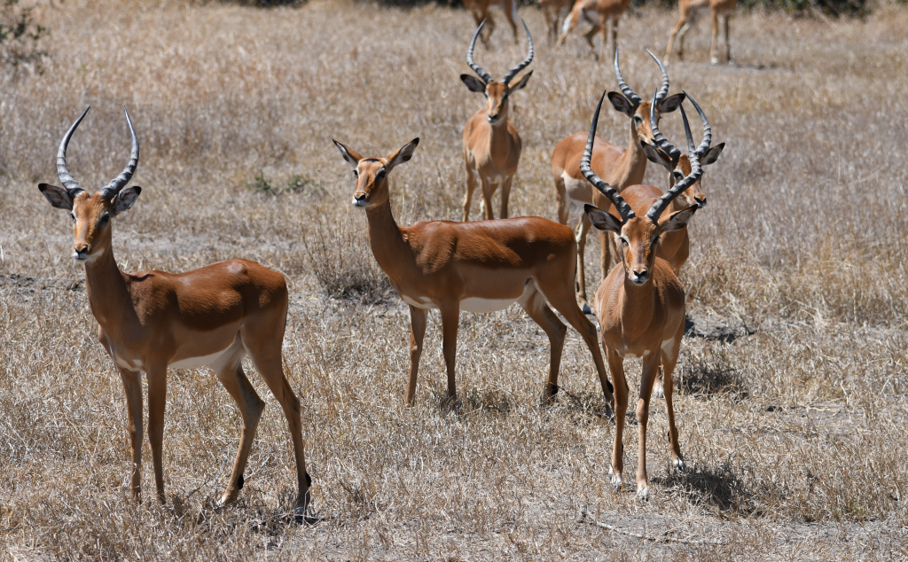 3. Herd of male impalas surrounds a single female