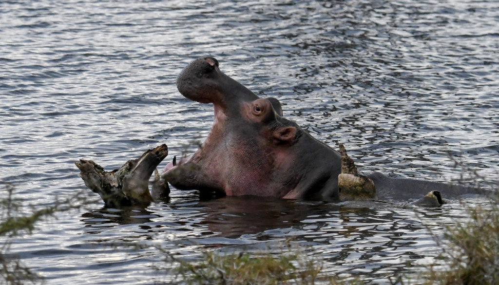 4. Hungry hippo shows off his teeth in an aggressive display
