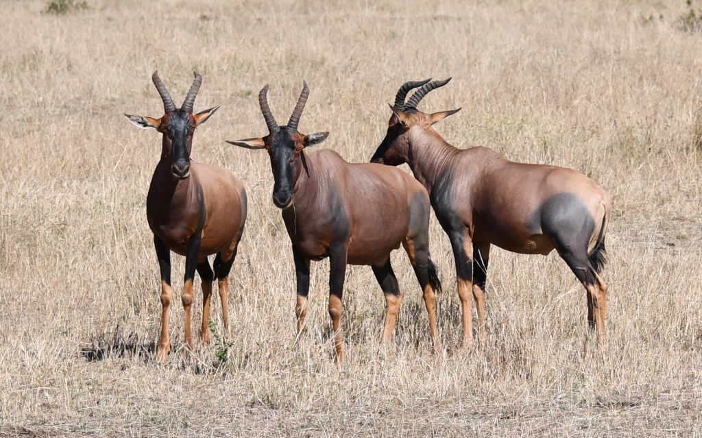 4. Topi gazelles flaunt striking multi-colored markings