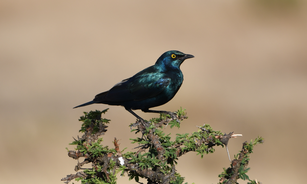 5. Greater blue-eared starling about to take flight