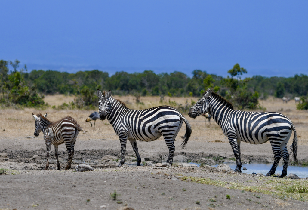 5. Grevy's zebras are the rarest of the three species of zebra