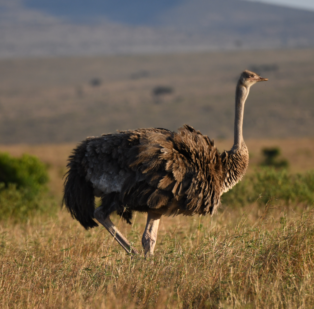 5. The Maasai ostrich—the largest and fastest bird in the world—strolls through the plains