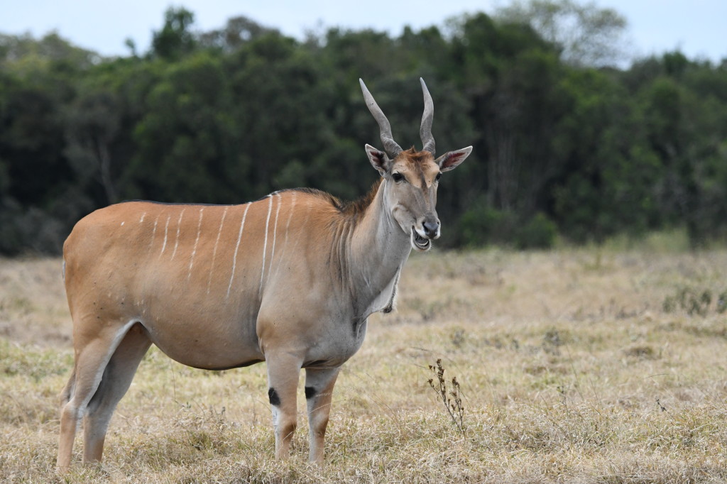 6. Large eland takes a break from grazing to flash a smile