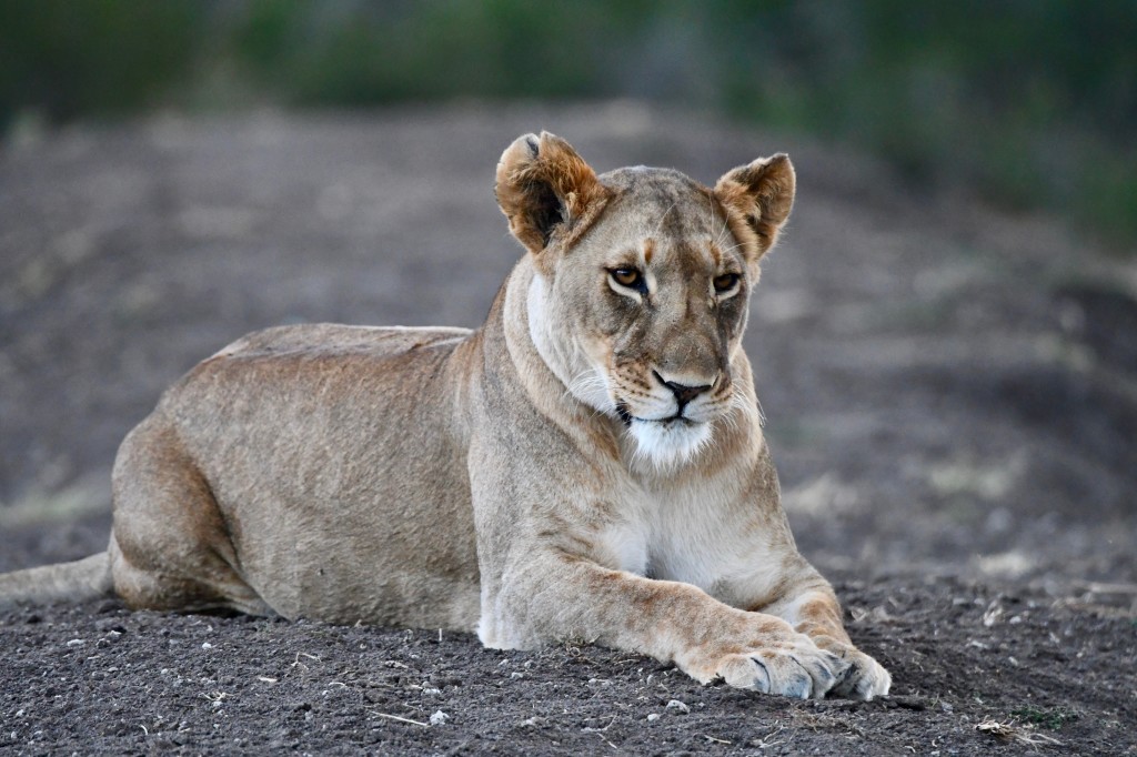 6. Ol Pejeta Conservancy is home to six resident lion prides