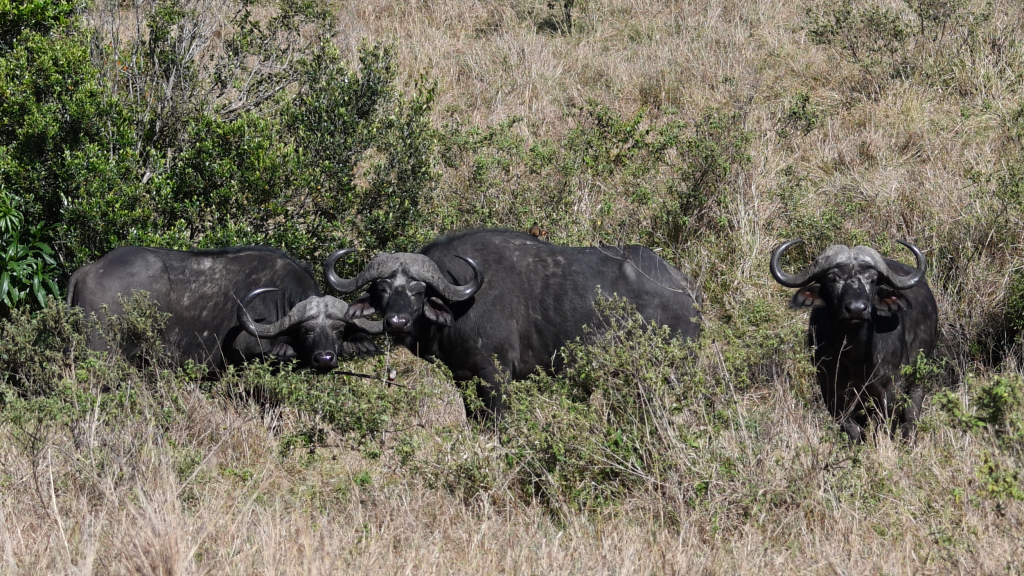 7. Cape buffalos are among Africa's most dangerous animals