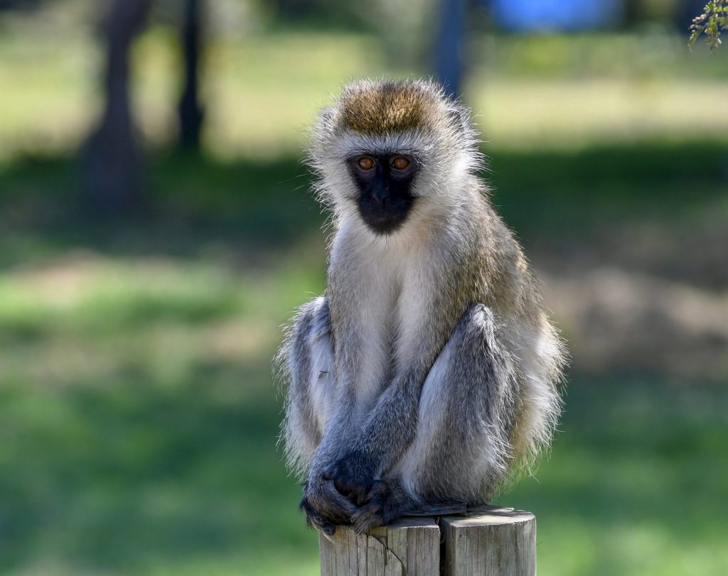 8. Entertaining vervet monkeys are often seen playing and grooming each other