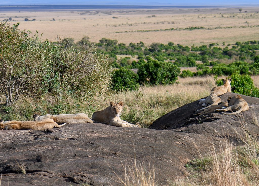 8. Spotted so many young simbas during my safari