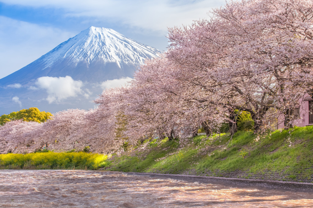 Beautiful Mountain Fuji and sakura cherry blossom