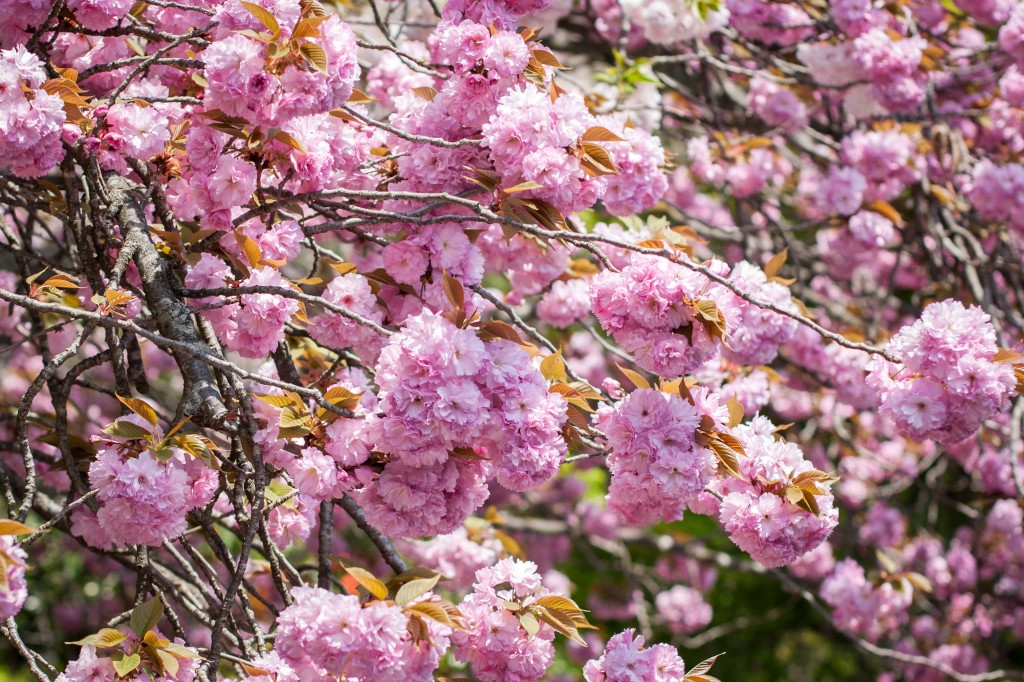 Simons photo of double flowered late cherry blossom