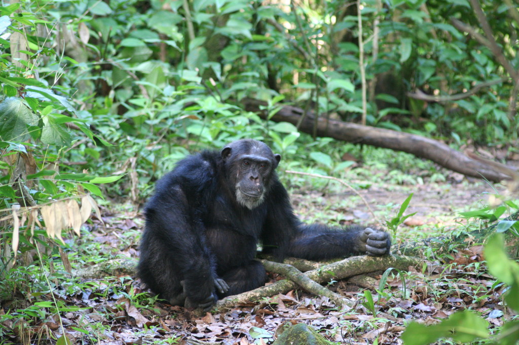 Chimpanzee, Malahe Mountains National Park (248711)