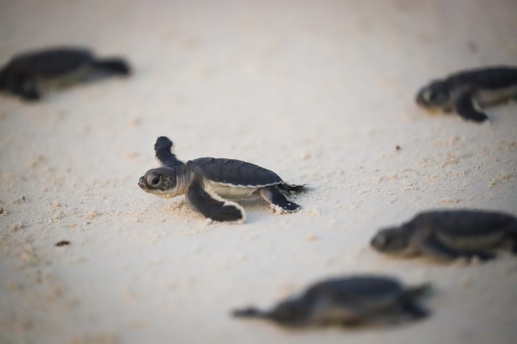 Turtle release on Lankayan Island (7998070)