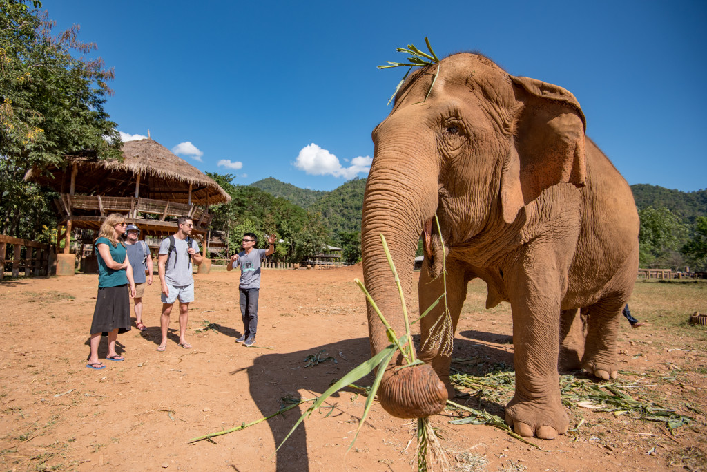 Intrepid Travel- Thailand-chiang-mai-elephants-4159