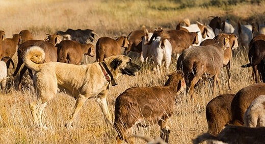 Anatolian Shepherd dogs – Image: Bushmans Kloof