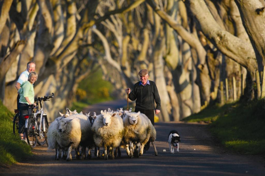 Sheep_The-Dark-Hedges