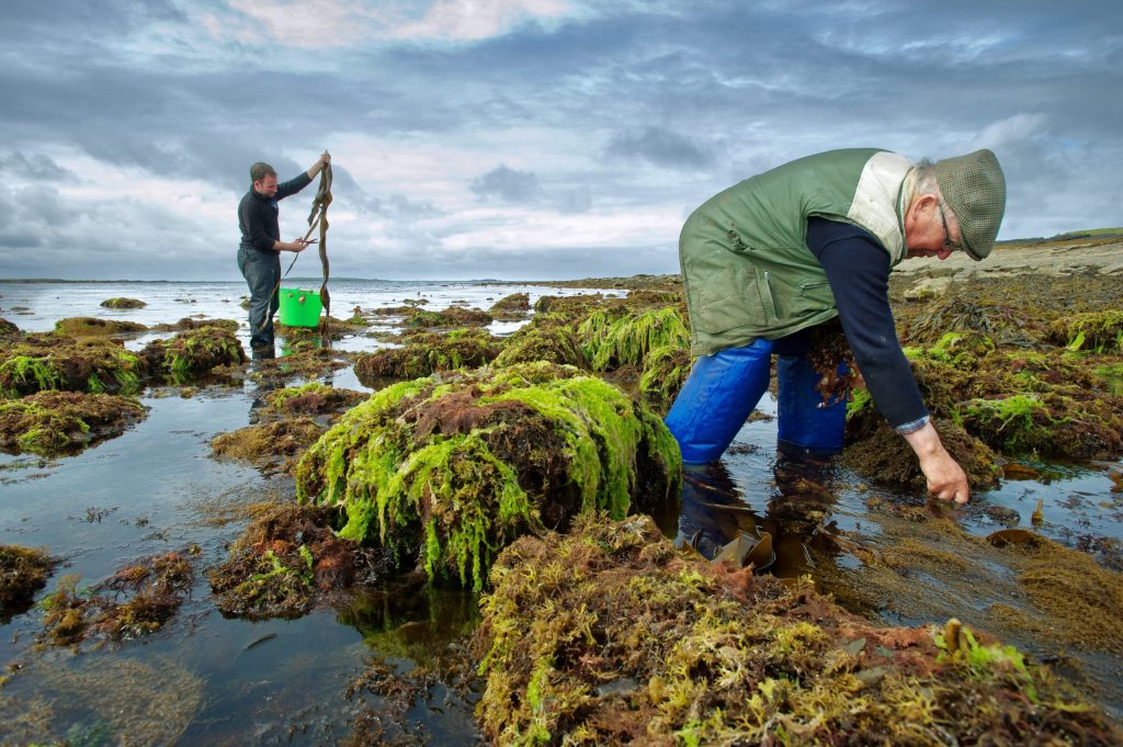 Wild Irish Sea Veg PR Photographs