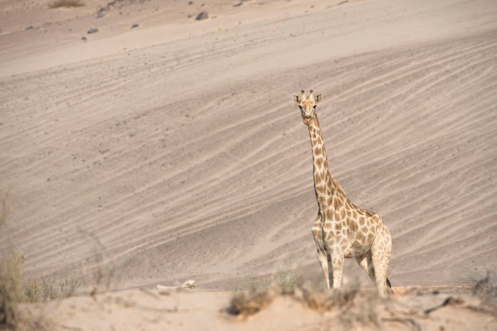 A giraffe standing in a desert

Description automatically generated with medium confidence