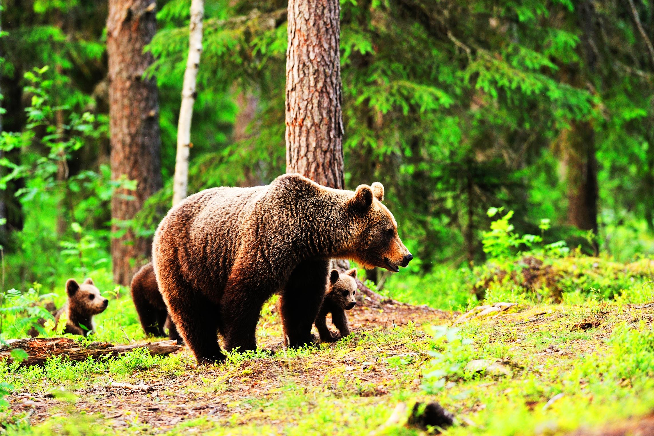 Finland-Bear-Watching