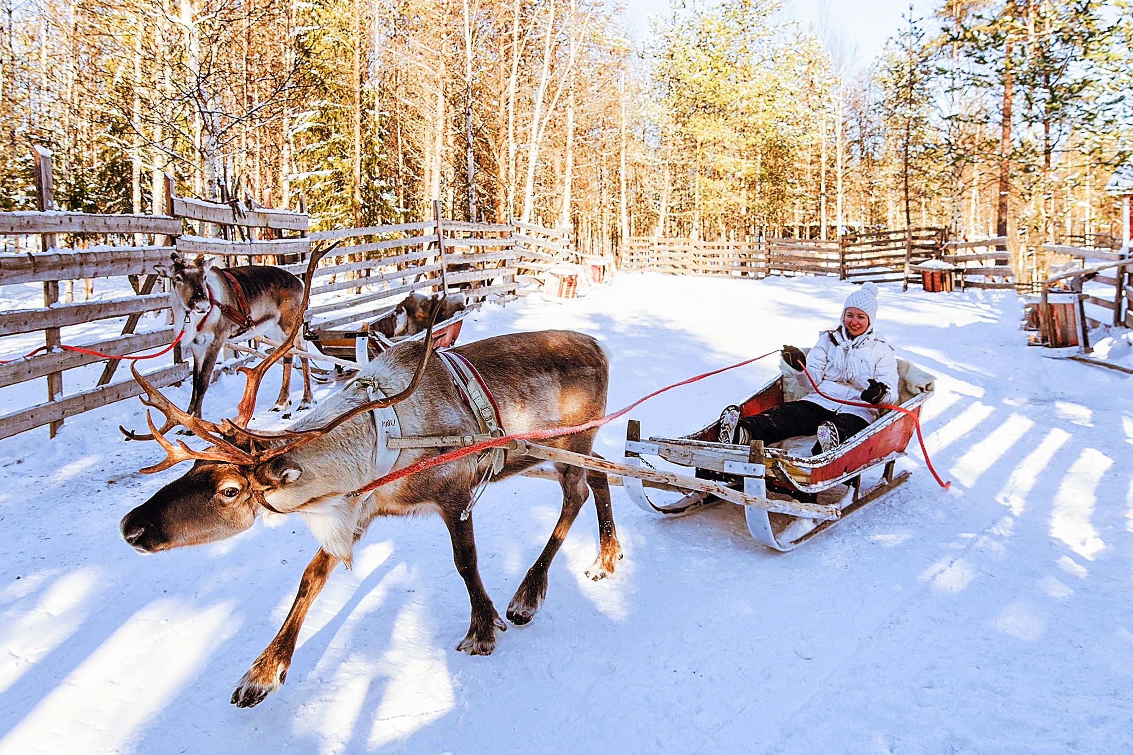 Finland-Reindeer-sledding