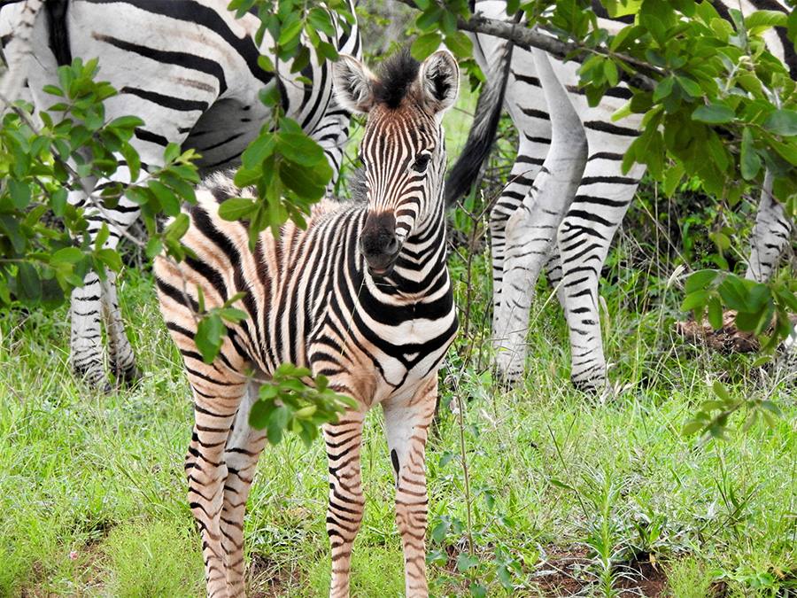 zebra-baby---credit kate berg