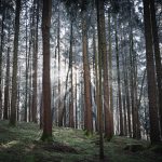 bavarian-forest-5817414_1920