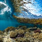 Coral-reefs-1